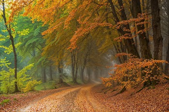 Autumn Nature Wallpaper