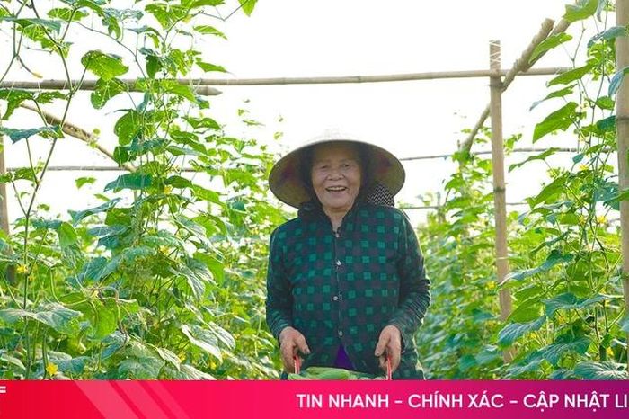 Trồng dưa chuột hữu cơ trên vùng bãi bồi sông La - Báo Hà Tĩnh