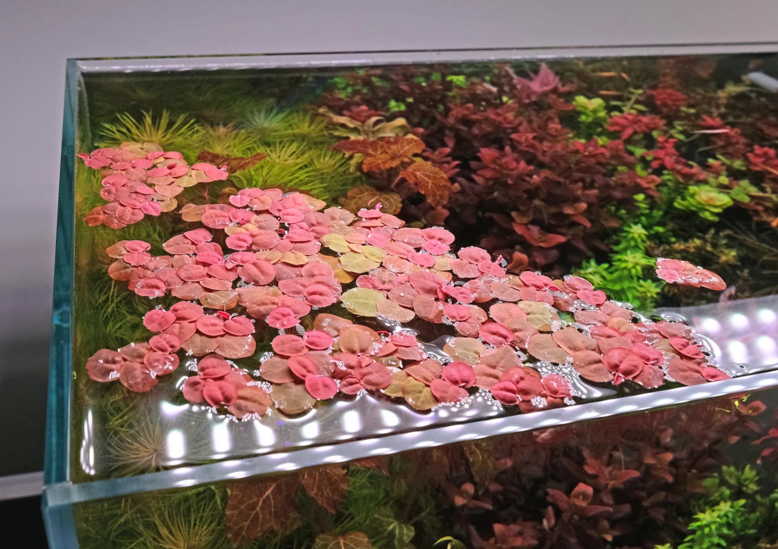 Phyllanthus Fluitans