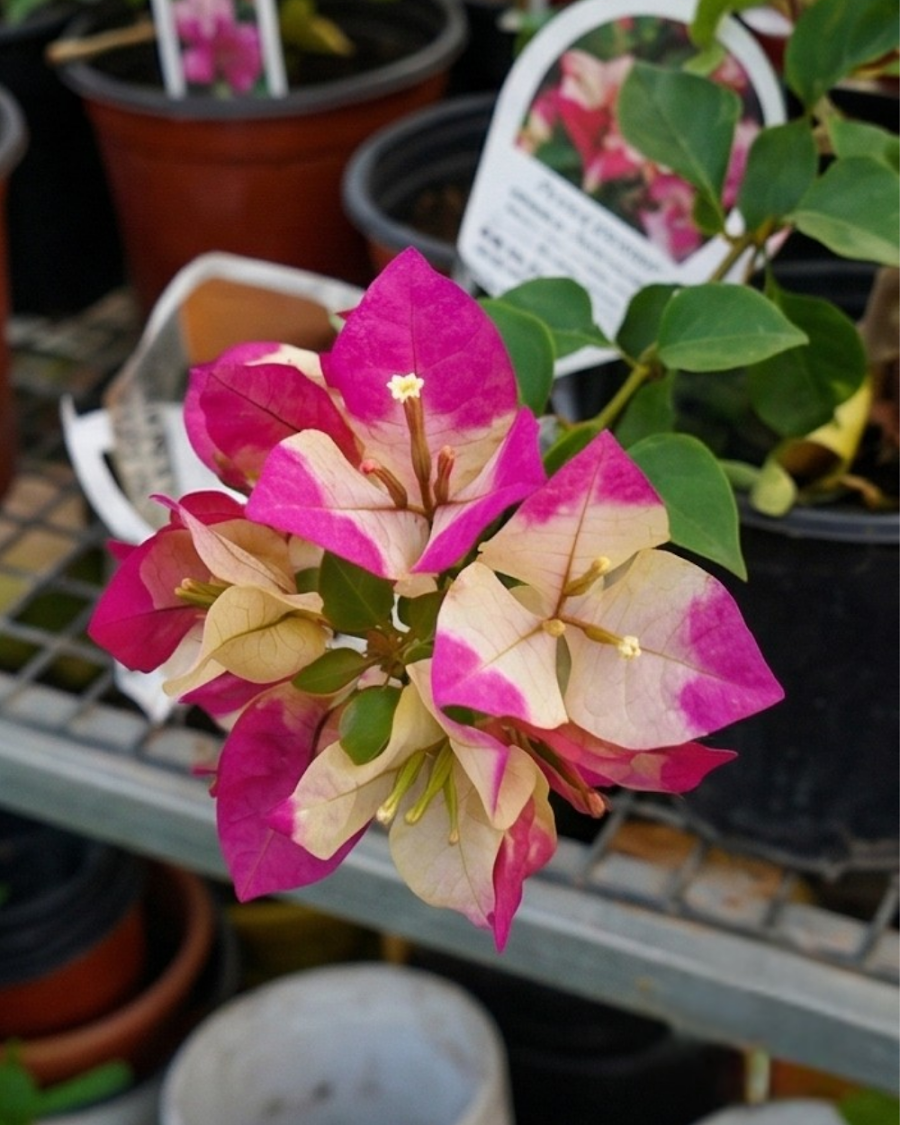 Imported 3 Star Bougainvillea Plant — view 6