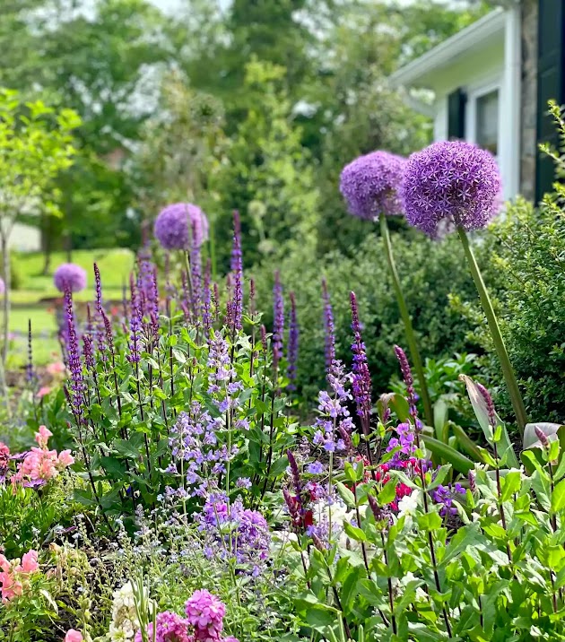 Alliums floreciendo junto a otras flores primaverales