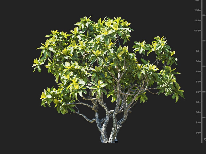 Maxtree - Plant Models Vol.112