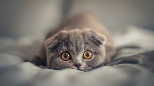 Cat Wallpaper