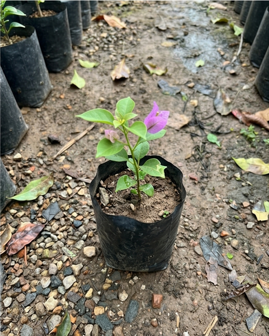 Imported Light Violet Bougainvillea Plant — view 2