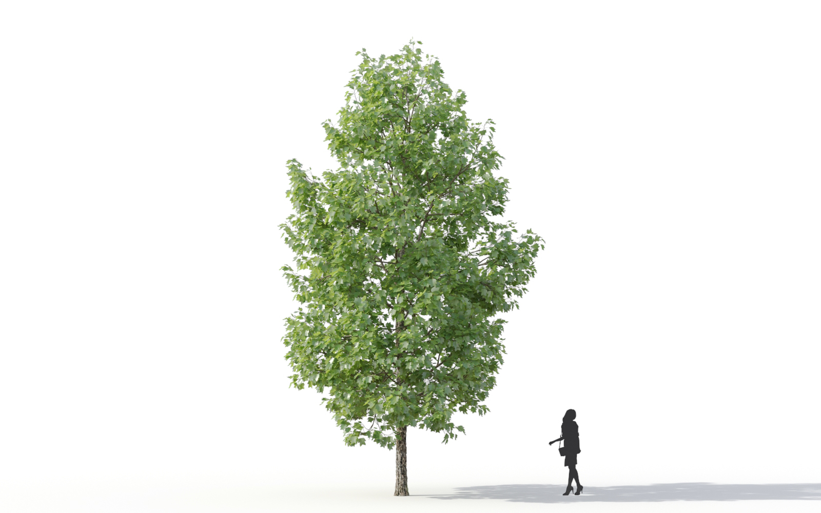 Maxtree - Plant Models Vol.11