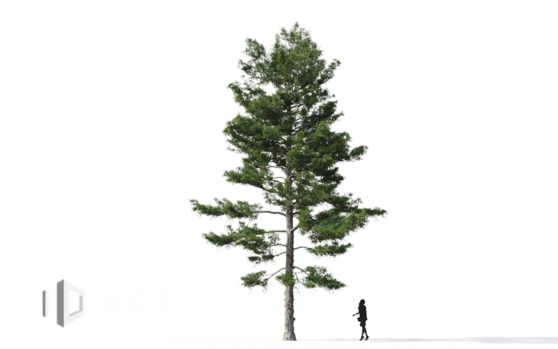 Maxtree - Plant Models Vol.9