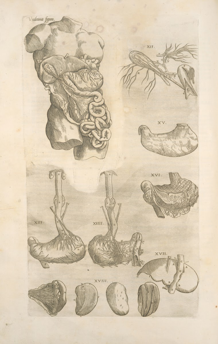 Vndecimina figura Digestive tract 1545