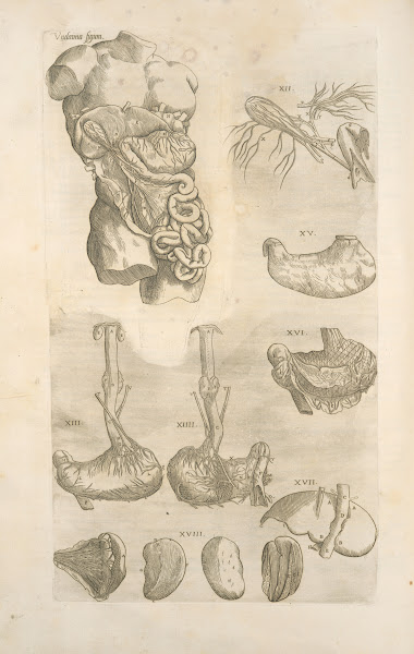 Vndecimina figura Digestive tract 1545
