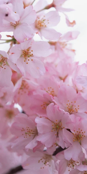 Cherry, Blossom, Pink, Spring, Floral Full HD iPhone Wallpaper Background