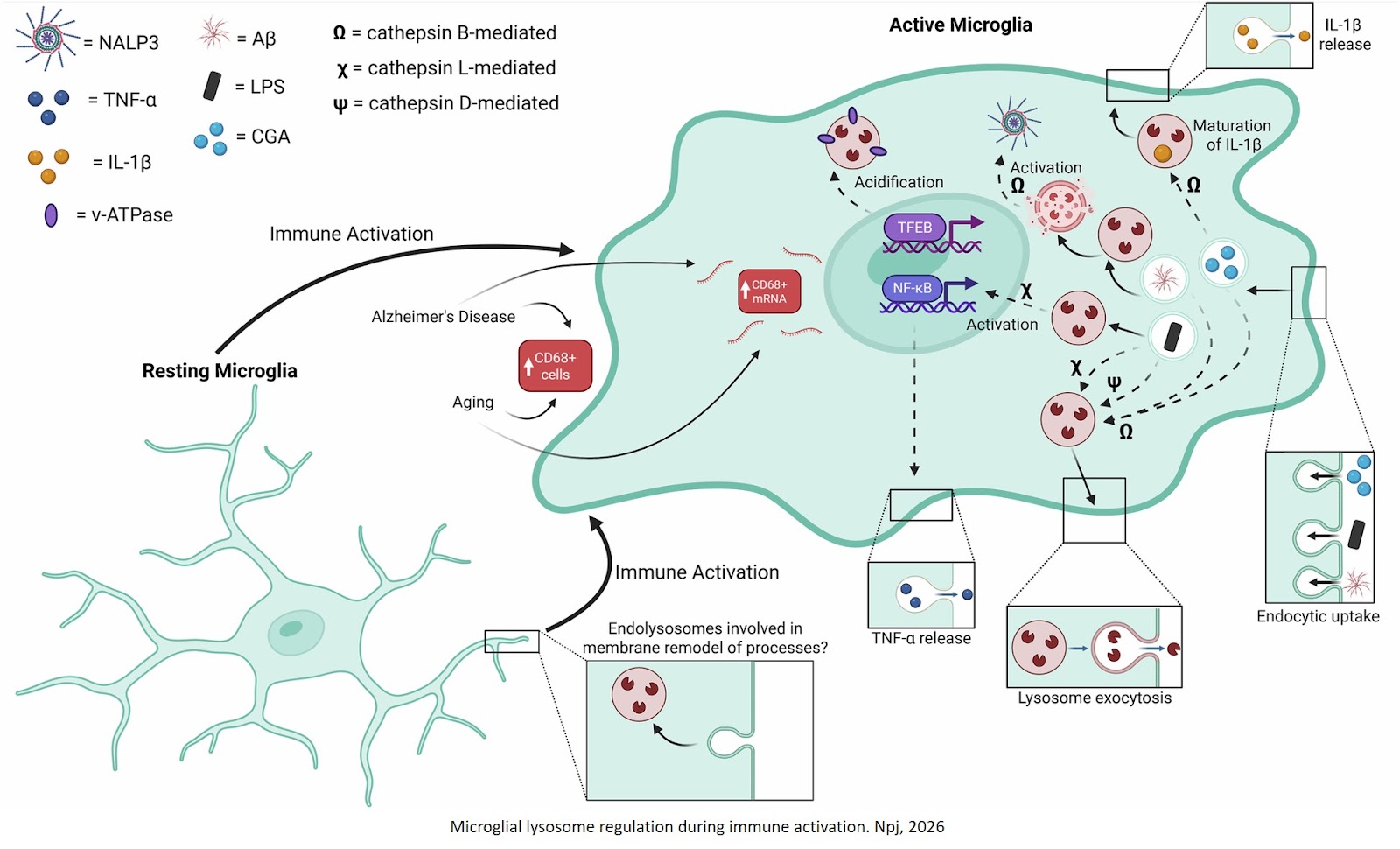 “Micro-managing” immune activation and protein turnover: microglial lysosomes in the context of health and disease