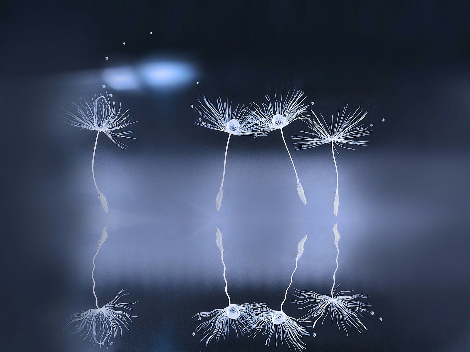 Dandelions Wallpaper