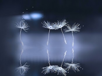 Dandelions Wallpaper