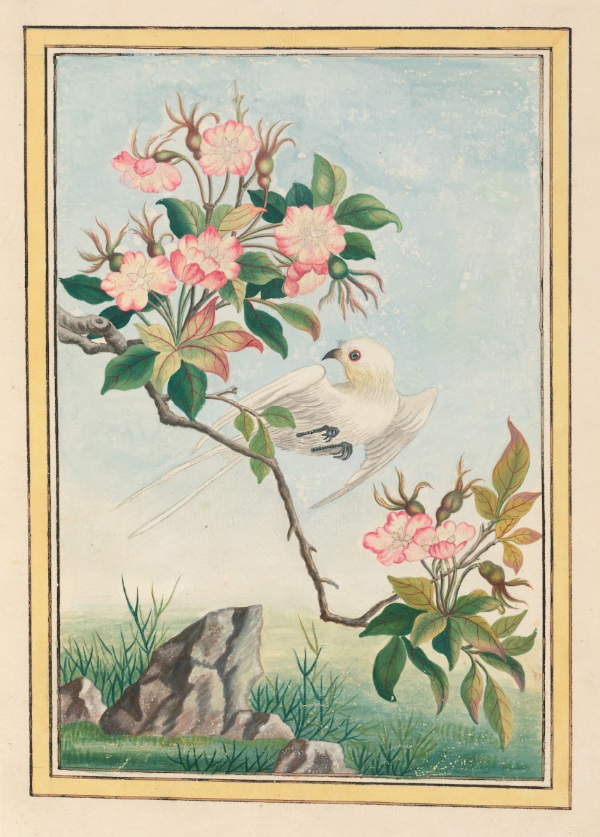 Plantes de Chine Pl007 1776