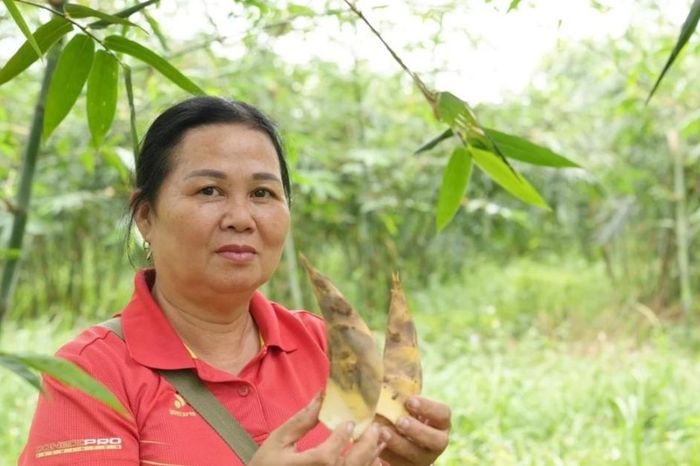 Hành trình hồi sinh măng lục trúc nơi vùng quê Ngọc Thiện - Tạp chí Vnbusiness