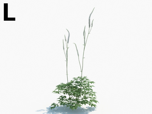 Maxtree - Plant Models Vol.3