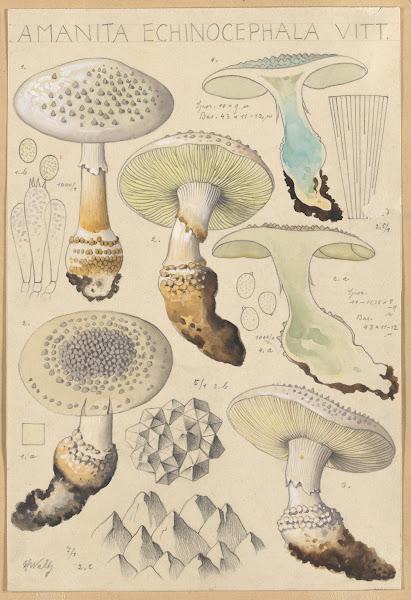 Amanita enchinocephala 1915 1945