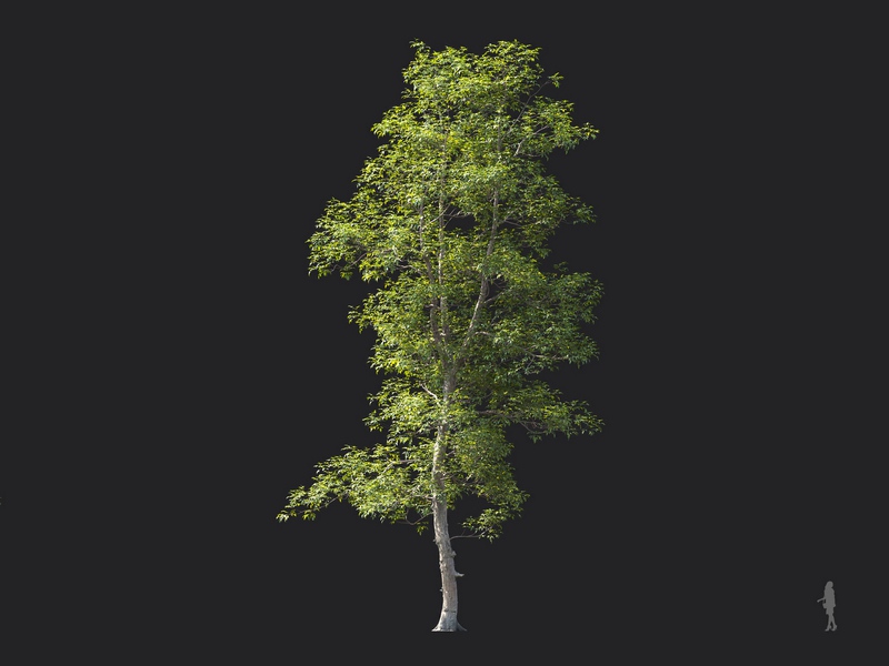 Maxtree - Plant Models Vol.124
