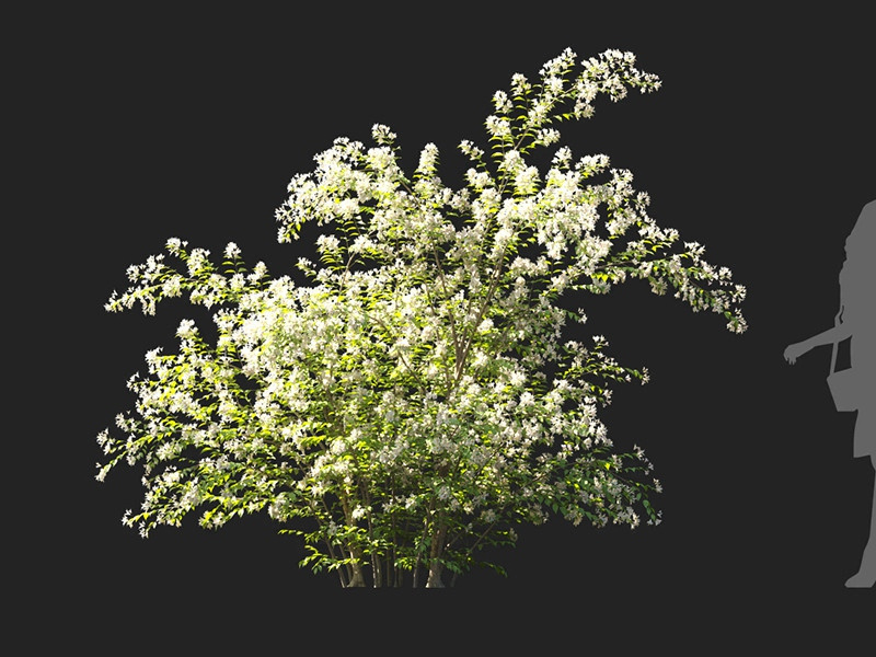 Maxtree - Plant Models Vol.122