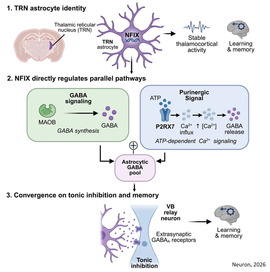 Astrocytes directly regulate brain circuits involved in memory consolidation