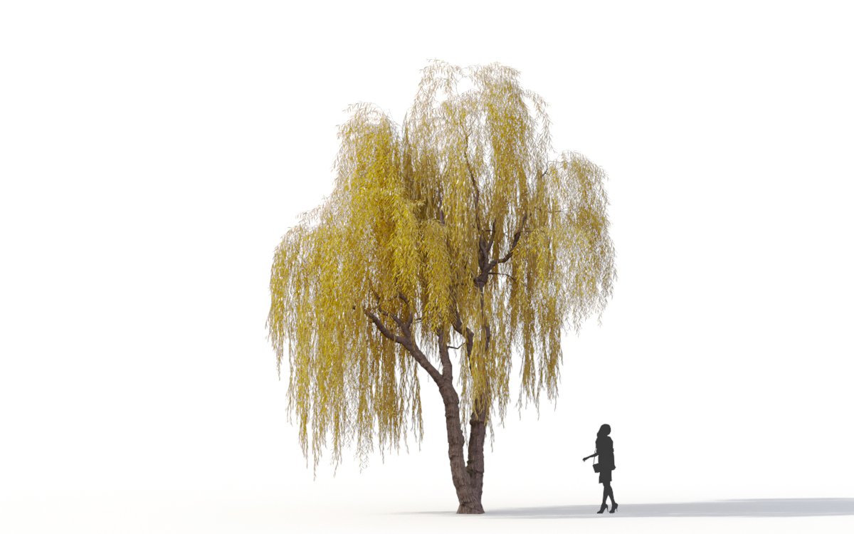 Maxtree - Plant Models Vol.11