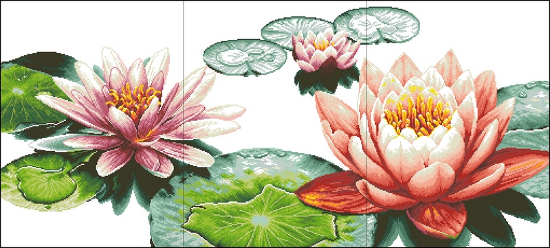 DOME100821 Fresh Lotuses