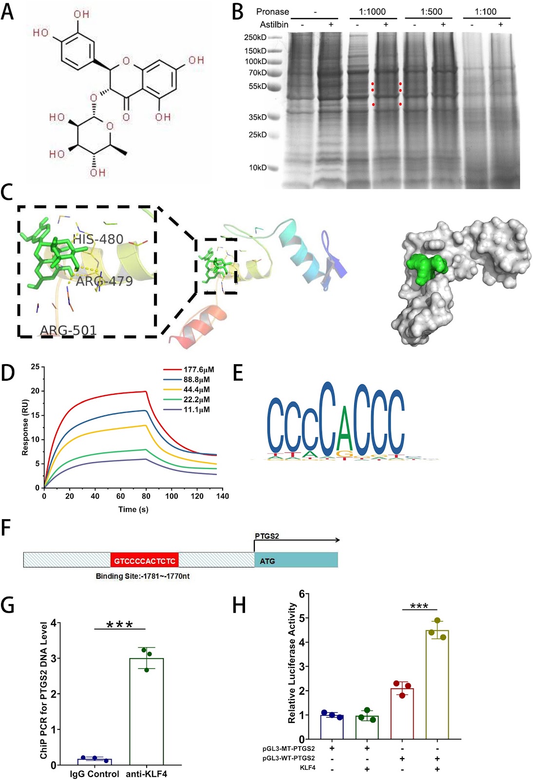 Astilbin improves the therapeutic effects of mesenchymal stem cells in AKI-CKD mice by regulating macrophage polarization through PTGS2-mediated pathway