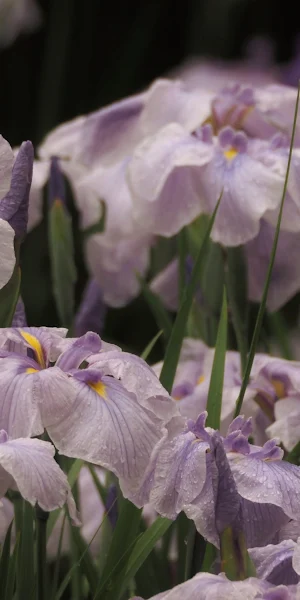 Iris Flowers, Japanese Iris, Purple Flowers, Floral Photography 4K Wallpaper Background