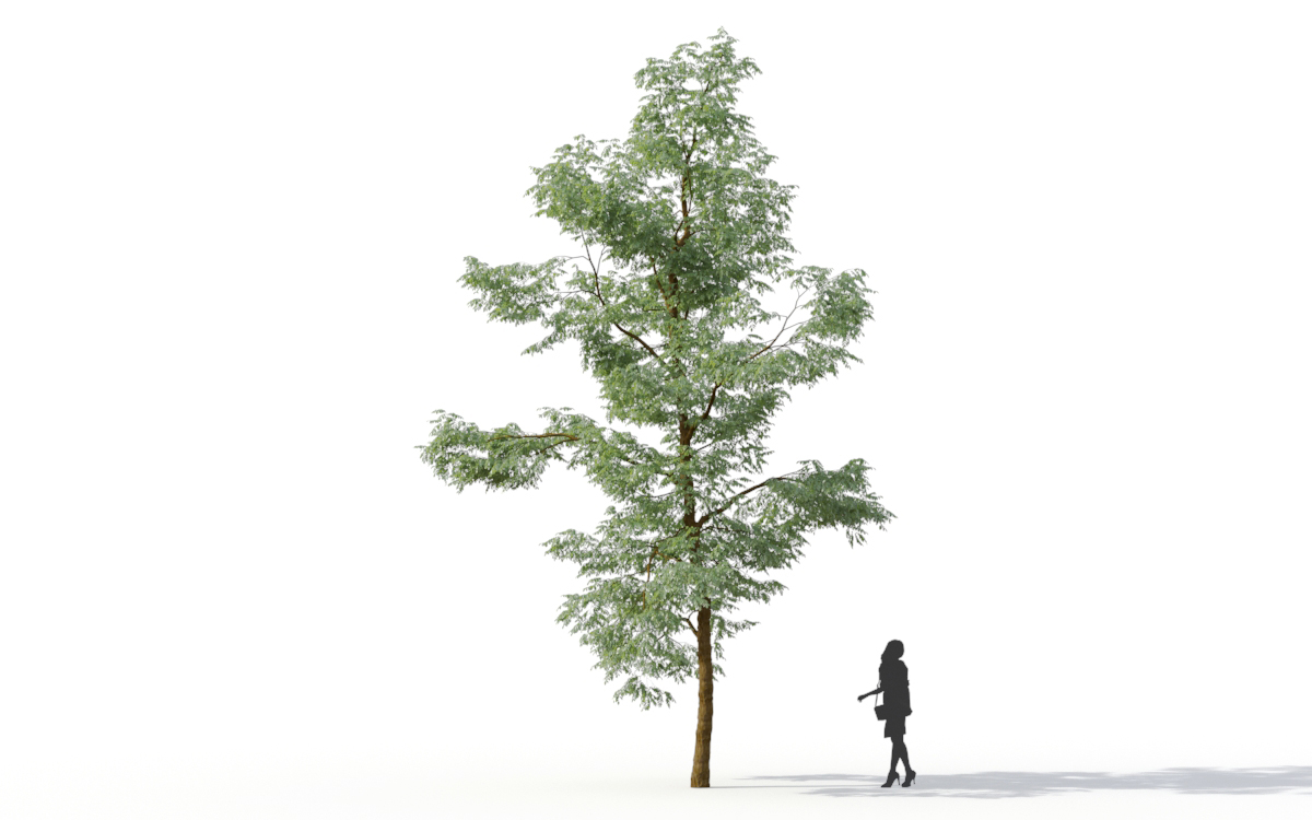 Maxtree - Plant Models Vol.11