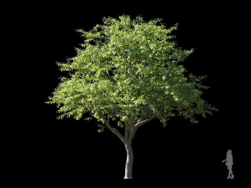 Maxtree - Plant Models Vol.120