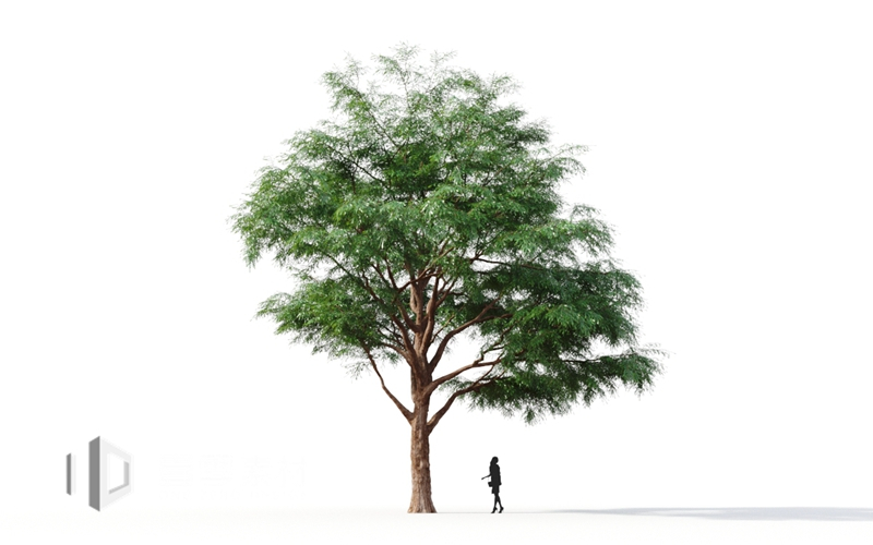 Maxtree - Plant Models Vol.9