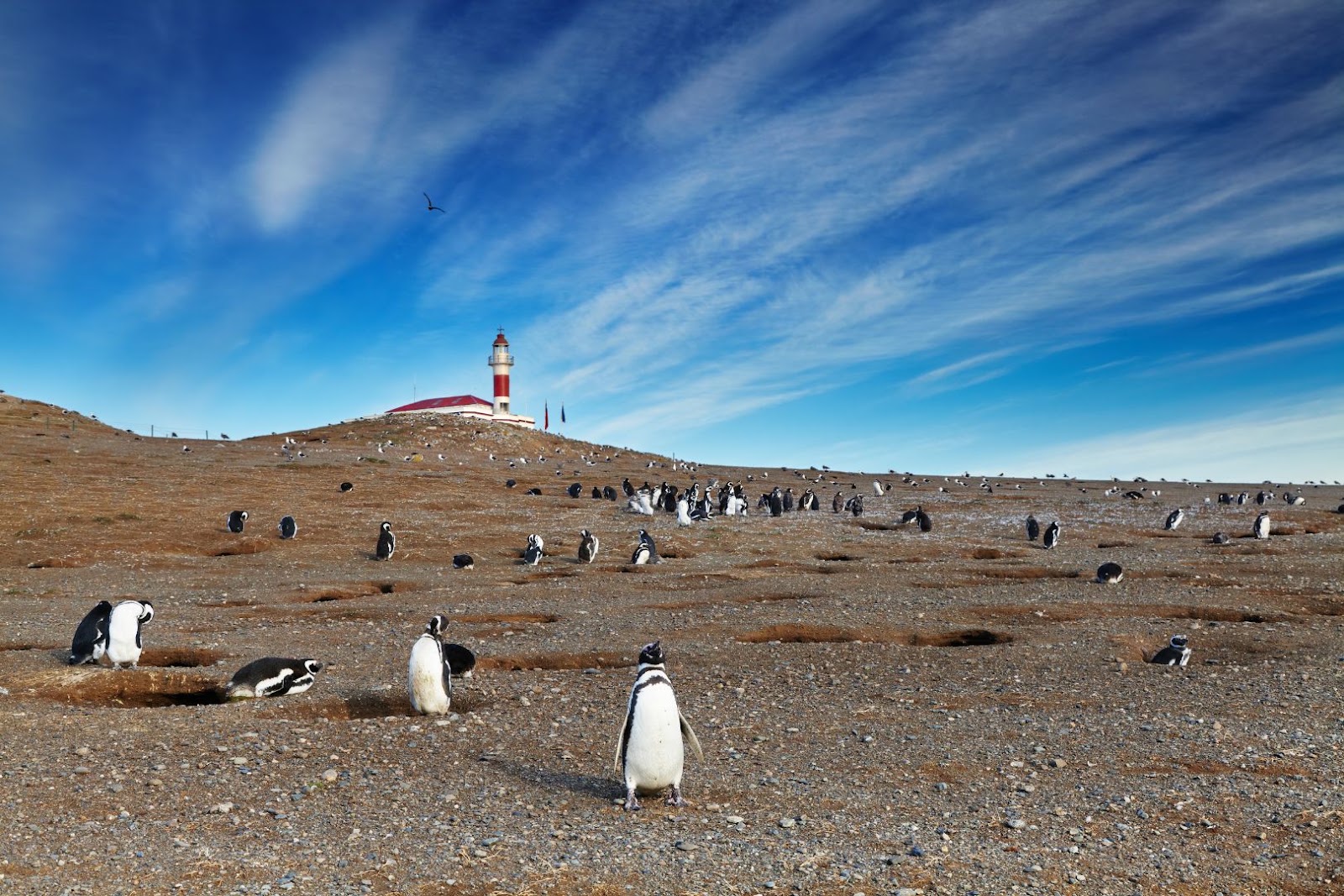 Magellanic penguins gathered on Magdalena Island in Chile’s Strait of Magellan region.