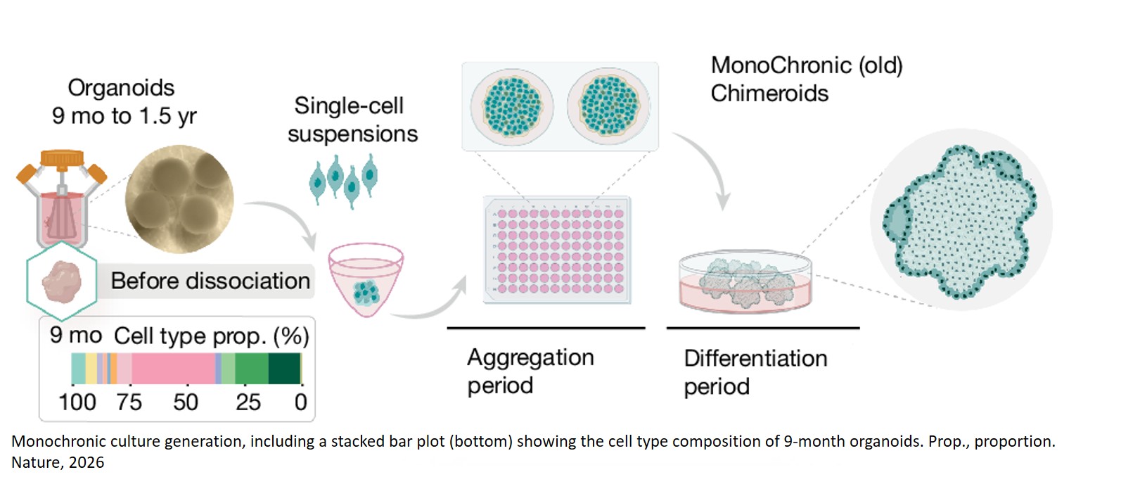 Human brain organoids record the passage of time over multiple years