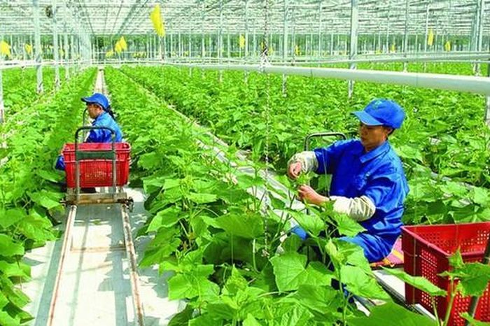 Hà Nội đề xuất cơ chế phát triển nông nghiệp công nghệ cao - Đài Phát thanh và truyền hình Hà Nội
