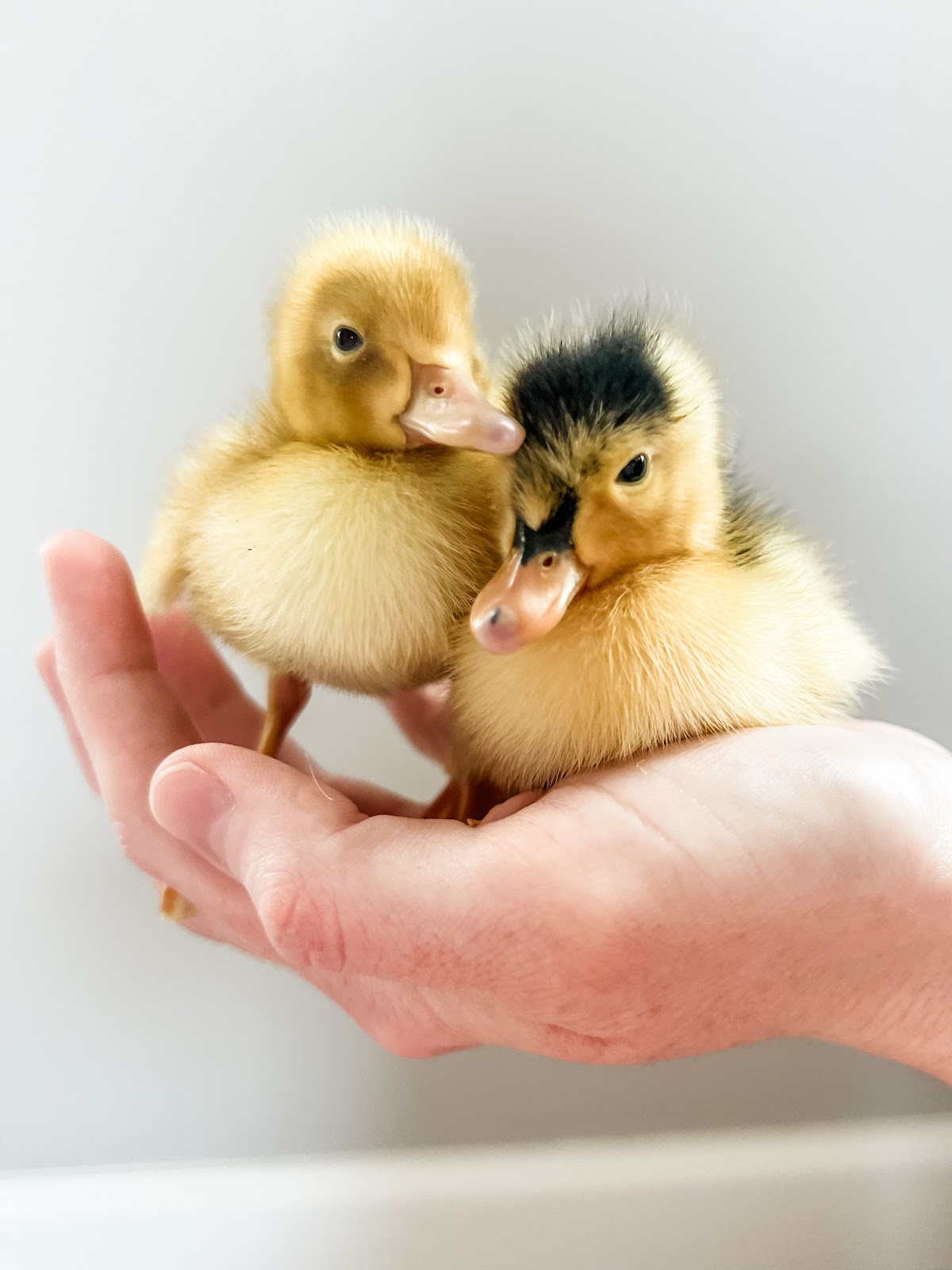 Fawn & White Runner Duck, Magpie