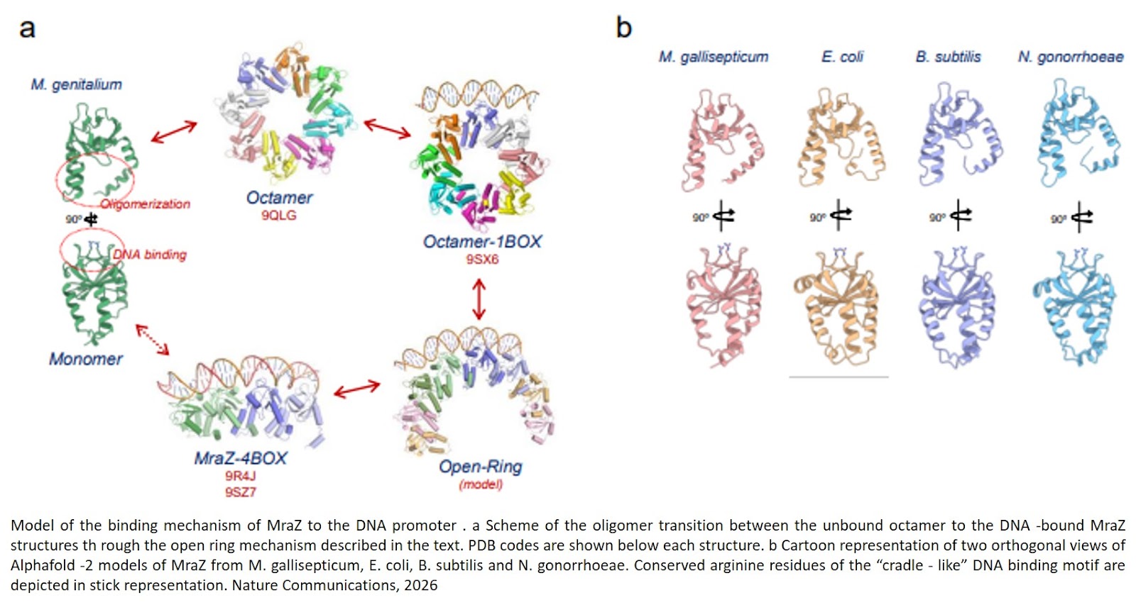Structural basis for transcriptional regulation by the cell division regulator MraZ in Mycoplasma genitalium