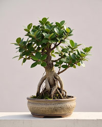 Chinese Banyan Plant