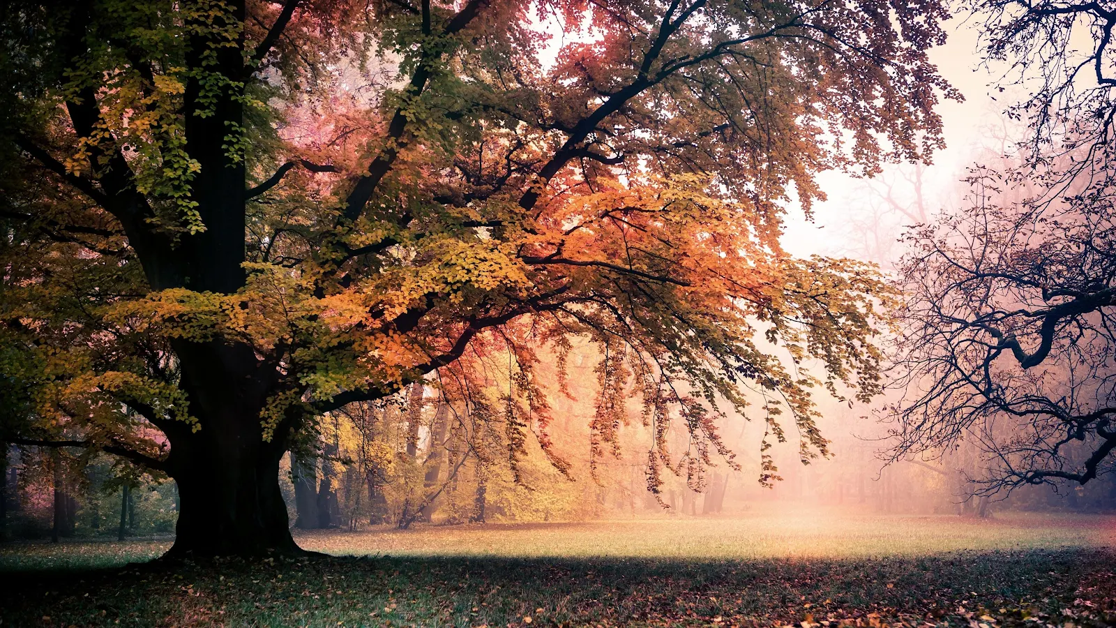 Trees, Fall, Park 4K Desktop, iPhone Wallpaper Background