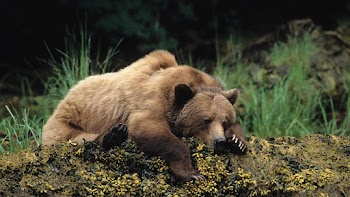 Grizzly Bear Wallpaper
