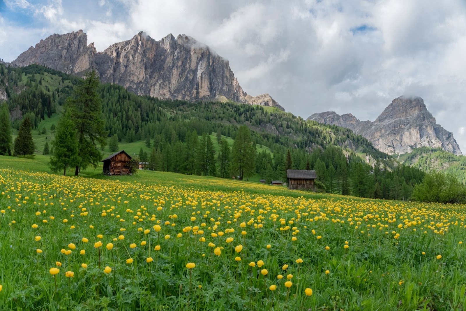 Colorful Alpine wildflowers blooming in a mountain meadow beneath the dramatic peaks of the Italian Dolomites.
