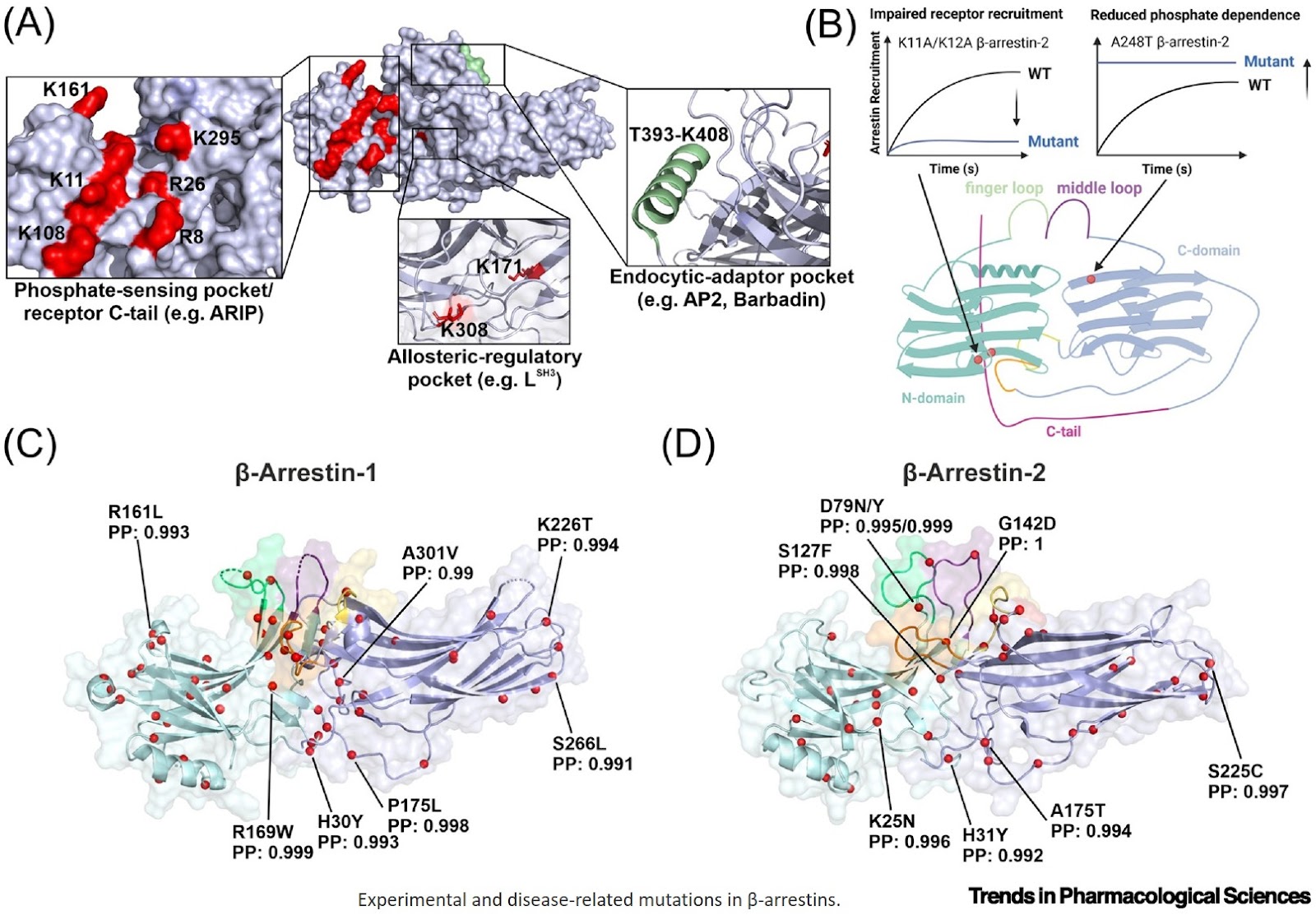 β-Arrestins and disease-linked variants: opportunities for targeted modulation