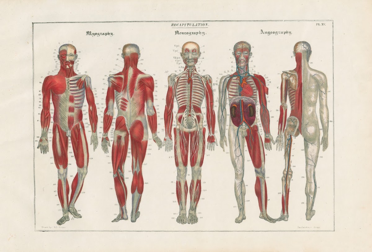 The system of the cerebral nerves 1837