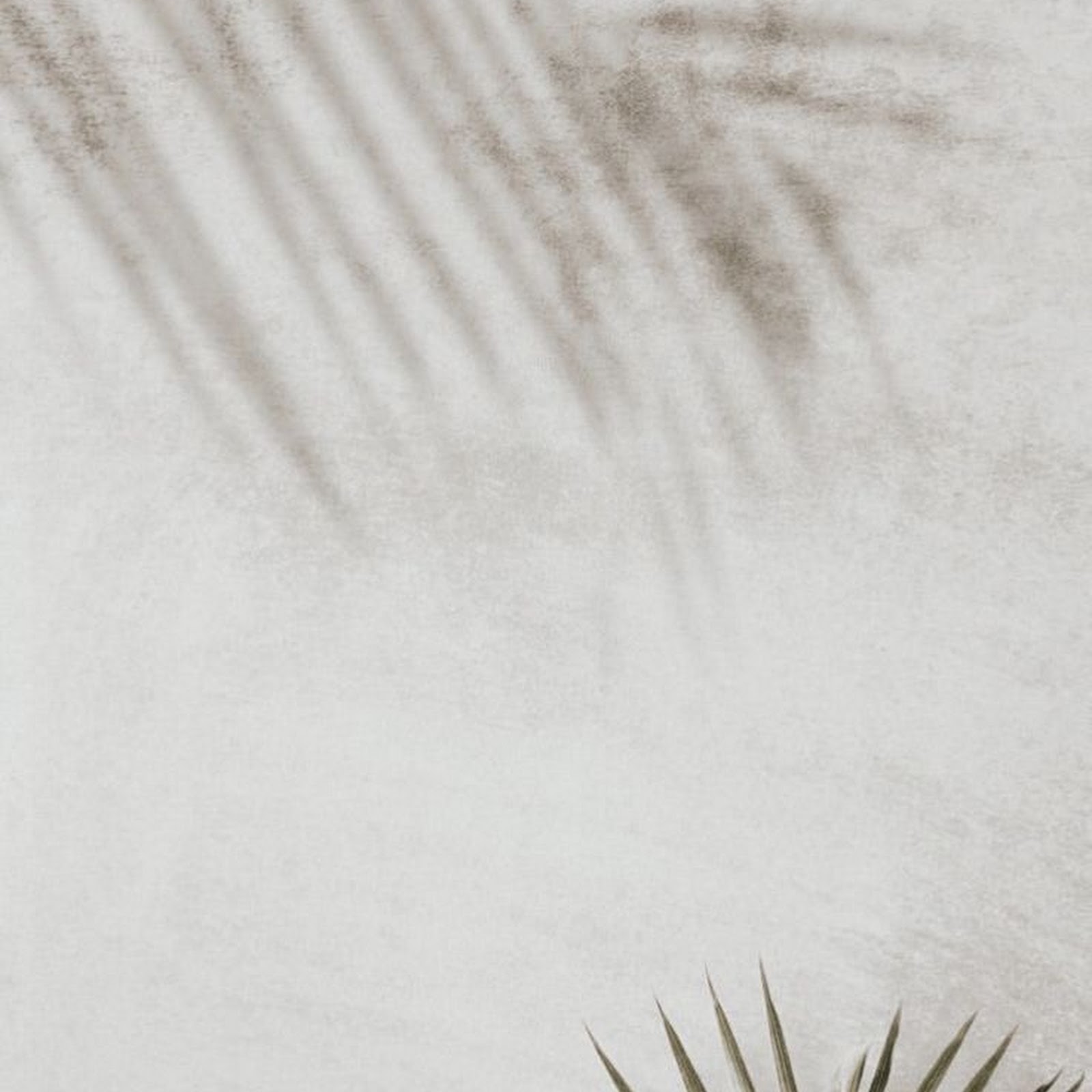 Download Palm Plant With Soft Shadows iPhone