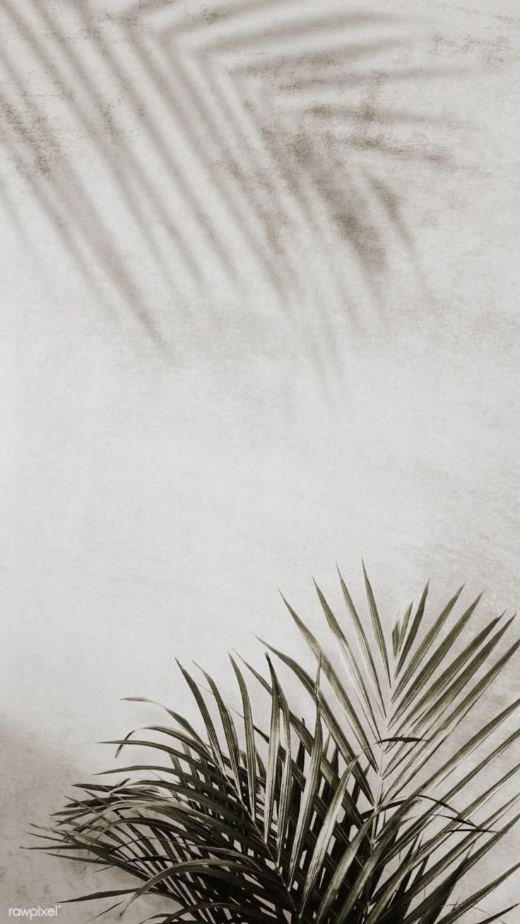 Palm Plant With Soft Shadows - Minimalist Photography iPhone Wallpaper (736x1308)