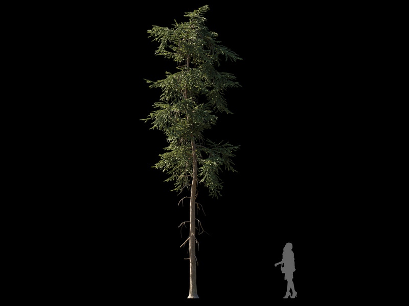 Maxtree - Plant Models Vol.120