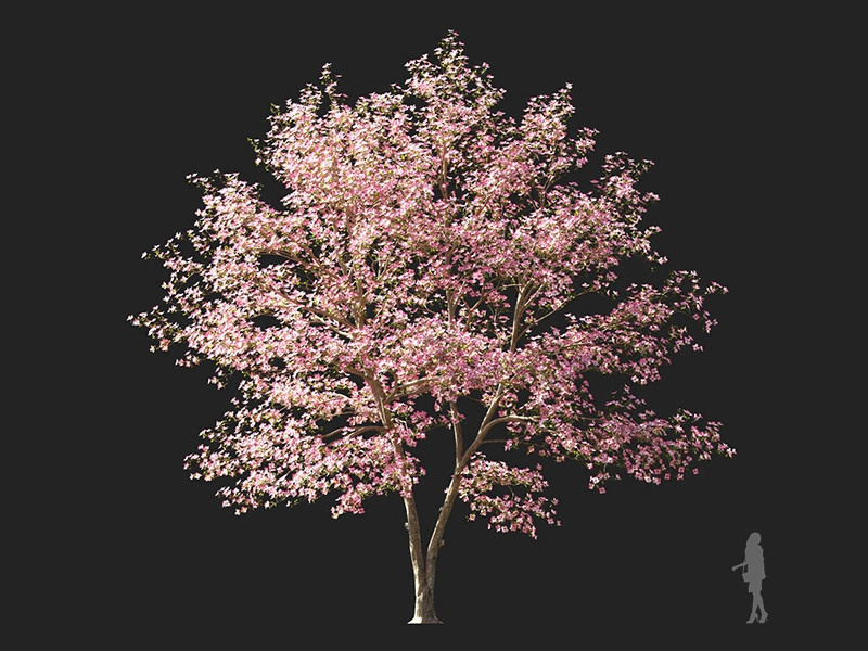 Maxtree - Plant Models Vol.122