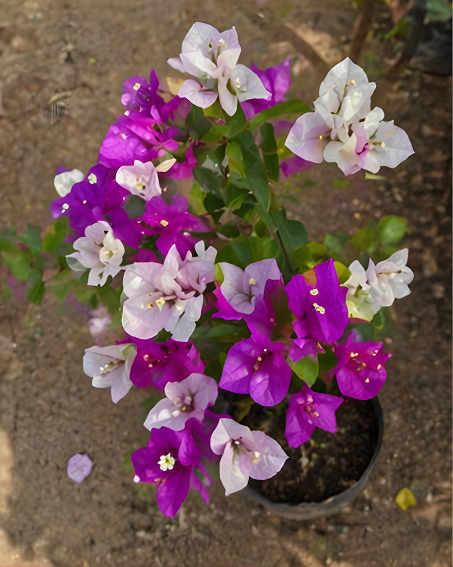 Imported Purple Mix Bougainvillea Plant — view 3
