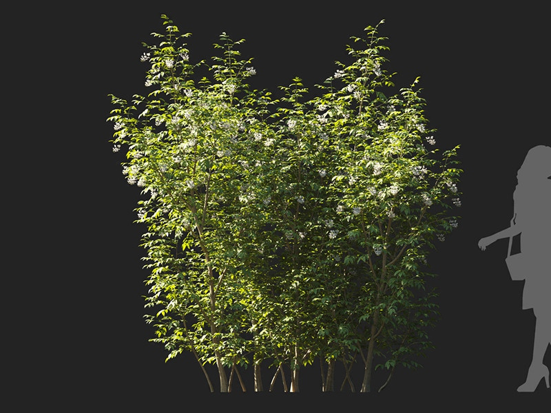 Maxtree - Plant Models Vol.122
