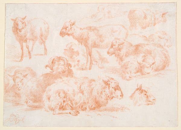 Studies ofSheep