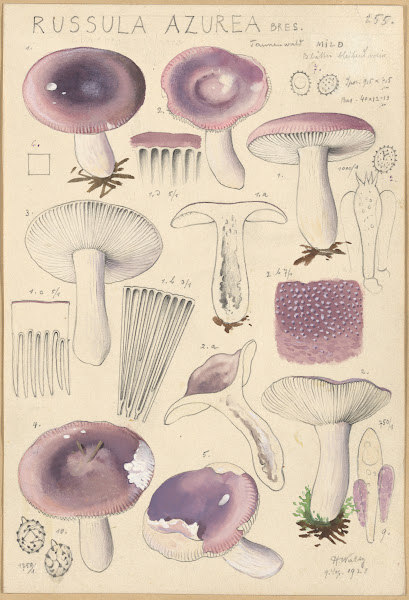 Russula azurea 1915 1945