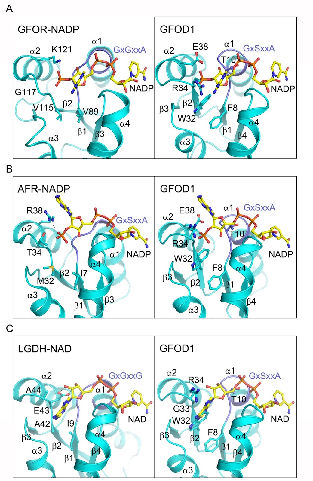 Molecular insight into the potential functional role of pseudoenzyme GFOD1 via interaction with NKIRAS2
